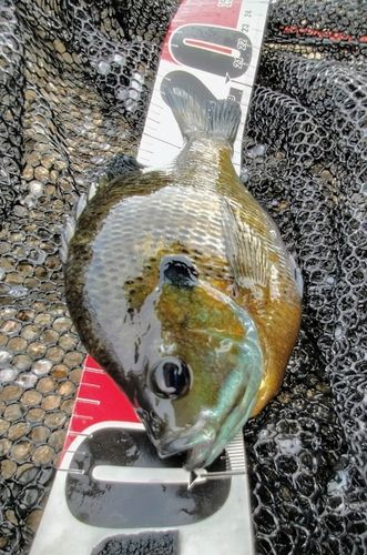 ブルーギルの釣果