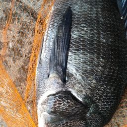 クロダイ
