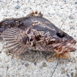 タケノコメバル