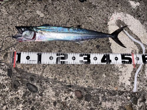 サゴシの釣果