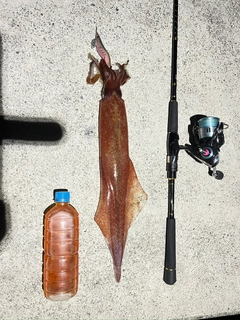 ケンサキイカの釣果