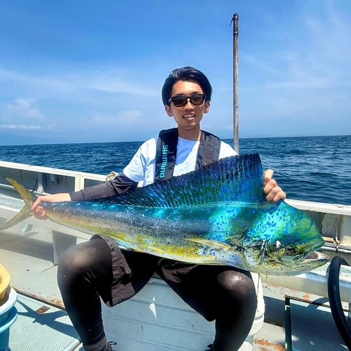 シイラの釣果