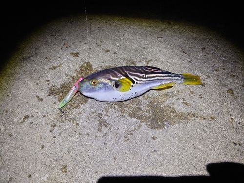 シマフグの釣果