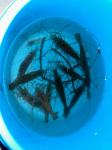 テナガエビの釣果