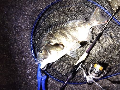 チヌの釣果