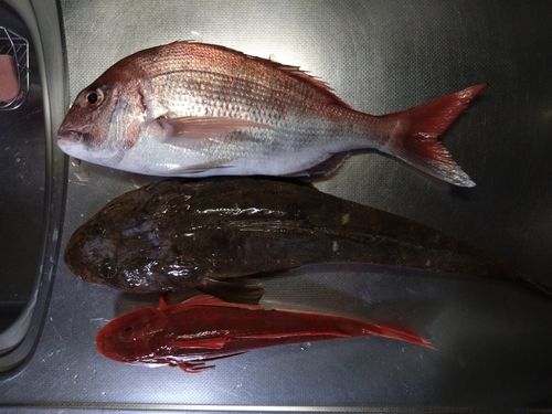 マゴチの釣果