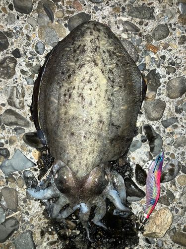 モンゴウイカの釣果