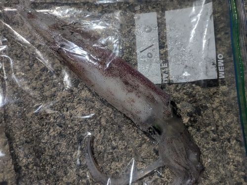 ケンサキイカの釣果