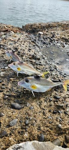 ギマの釣果