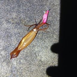 ムギイカ