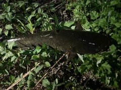 ナマズの釣果