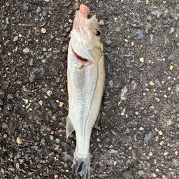 セイゴ（ヒラスズキ）