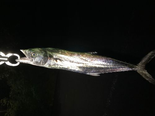 サゴシの釣果