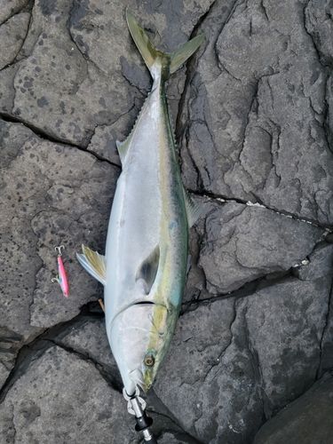 ブリの釣果