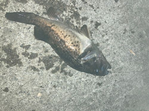 クロソイの釣果