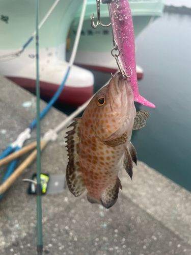 オオモンハタの釣果