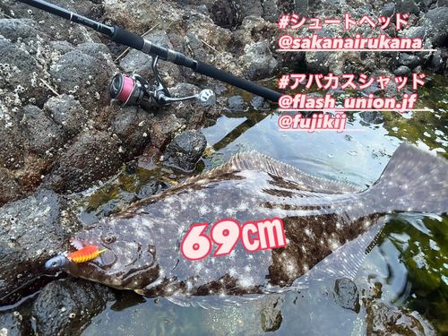 ヒラメの釣果