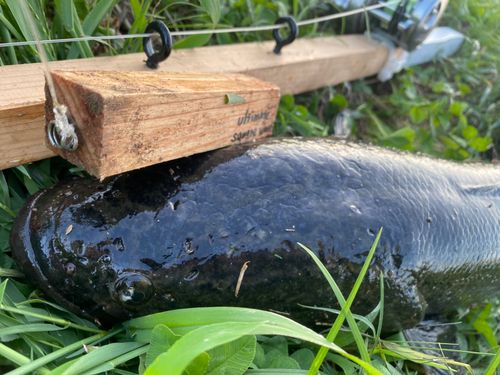 ライギョの釣果