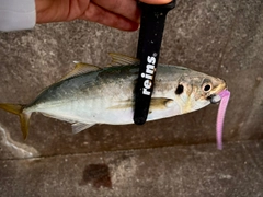 マルアジの釣果