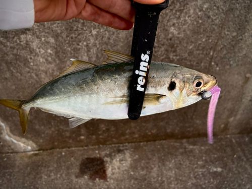 マルアジの釣果