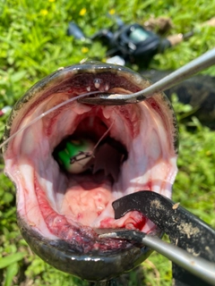 ライギョの釣果