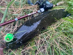 ライギョの釣果