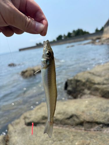 シロギスの釣果