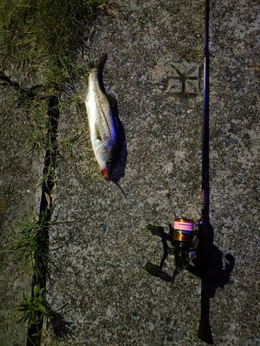ハネ（ヒラスズキ）の釣果