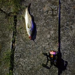 ハネ（ヒラスズキ）