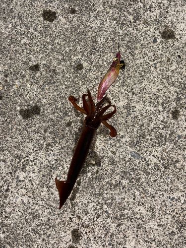 イカの釣果