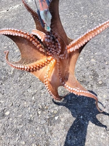 タコの釣果