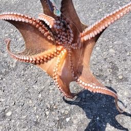 タコ
