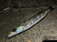 カマスの釣果