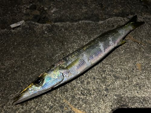 カマスの釣果