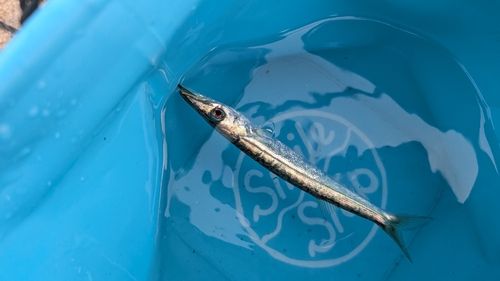 カマスの釣果