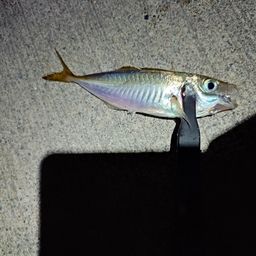 アジ