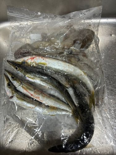カマスの釣果
