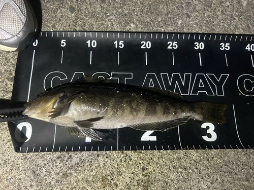アイナメの釣果