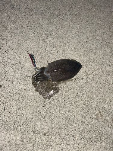 コウイカの釣果