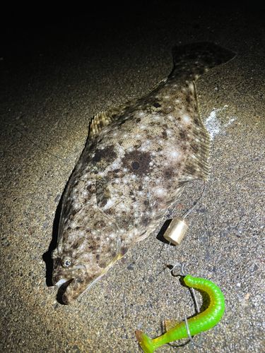 ヒラメの釣果