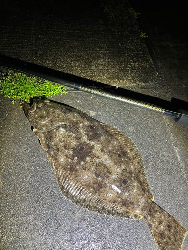 ヒラメの釣果