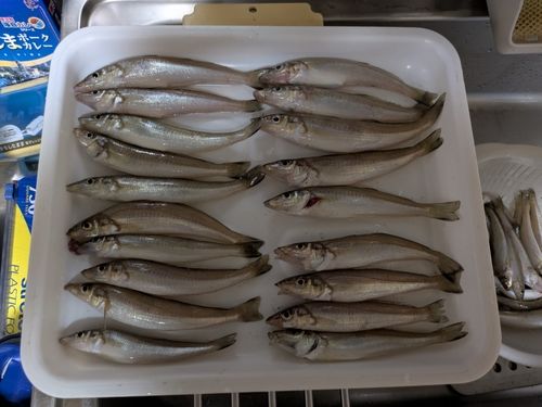 キスの釣果