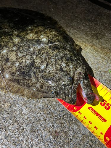 ヒラメの釣果