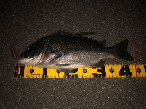 チヌの釣果