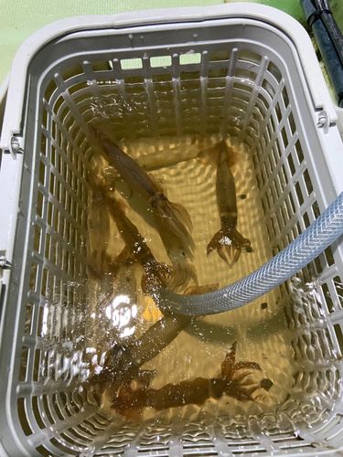 ムギイカの釣果