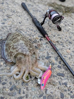 モンゴウイカの釣果