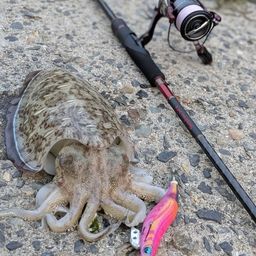 モンゴウイカ
