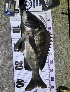 チヌの釣果