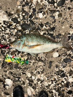 ハマフエフキダイの釣果