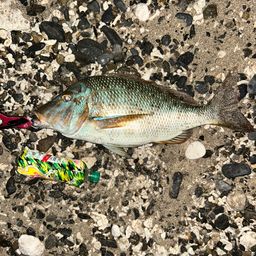 ハマフエフキダイ